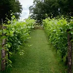 Sen I Wino, Na Winnicy Ze Strefa