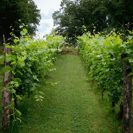Sen I Wino, I Na Winnicy Ze Strefa