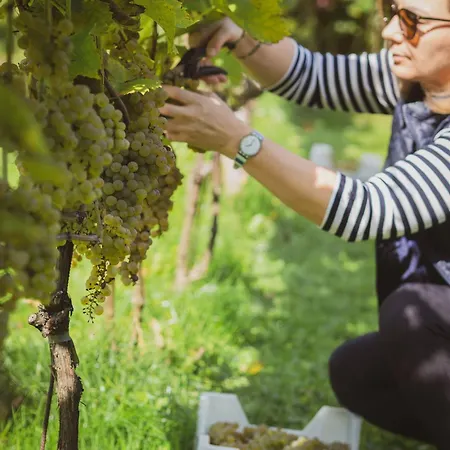 Tatil parkı Sen I Wino, Na Winnicy Ze Strefa Żywiec
