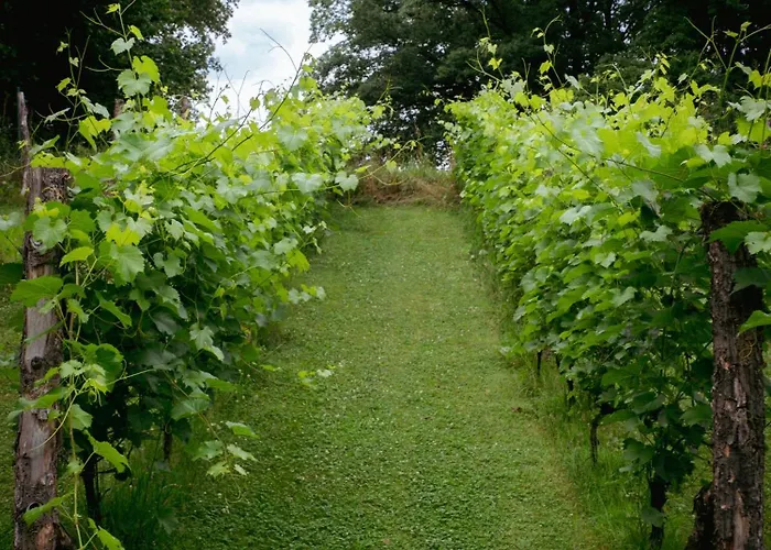 Sen I Wino, Na Winnicy Ze Strefa