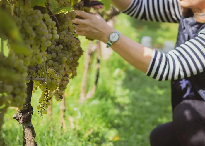 Tatil parkı Sen I Wino, Na Winnicy Ze Strefa Żywiec